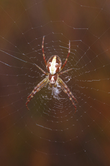 Novaranea queribunda