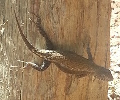 Sceloporus utiformis