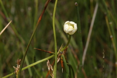 Parnassia parviflora