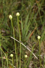 Parnassia parviflora