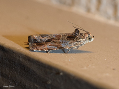 Olethreutes tilianum