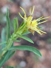 Ericameria zionis