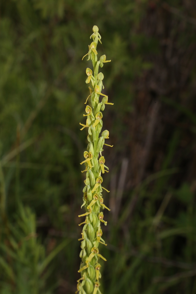 Euphorbia bracteata Jacq.