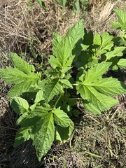 Sesamum indicum
