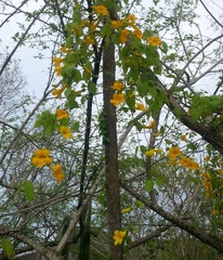 Bignonia
