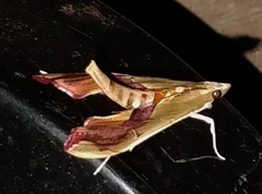 Agathodes ostentalis