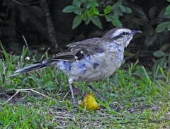 Mimus saturninus