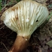 Lactifluus gerardii - Photo (c) Ron Hilton, some rights reserved (CC BY-NC), uploaded by Ron Hilton