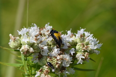 Macrosiagon flavipennis