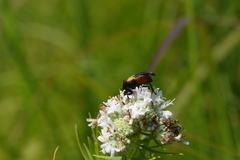 Macrosiagon flavipennis