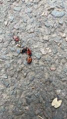 Pyrrhocoris apterus