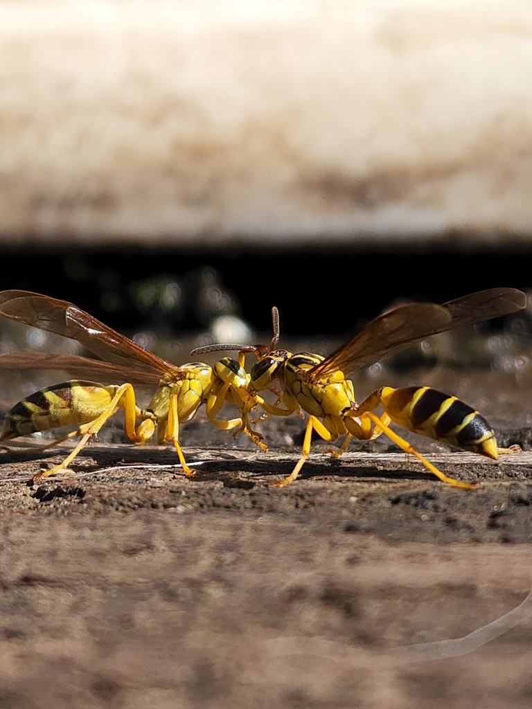 Fire Wasps