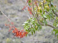 Erythrina falcata