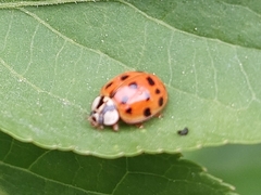 Harmonia axyridis
