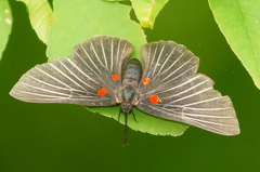 Melanis cephise