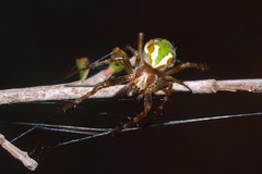 Novaranea queribunda