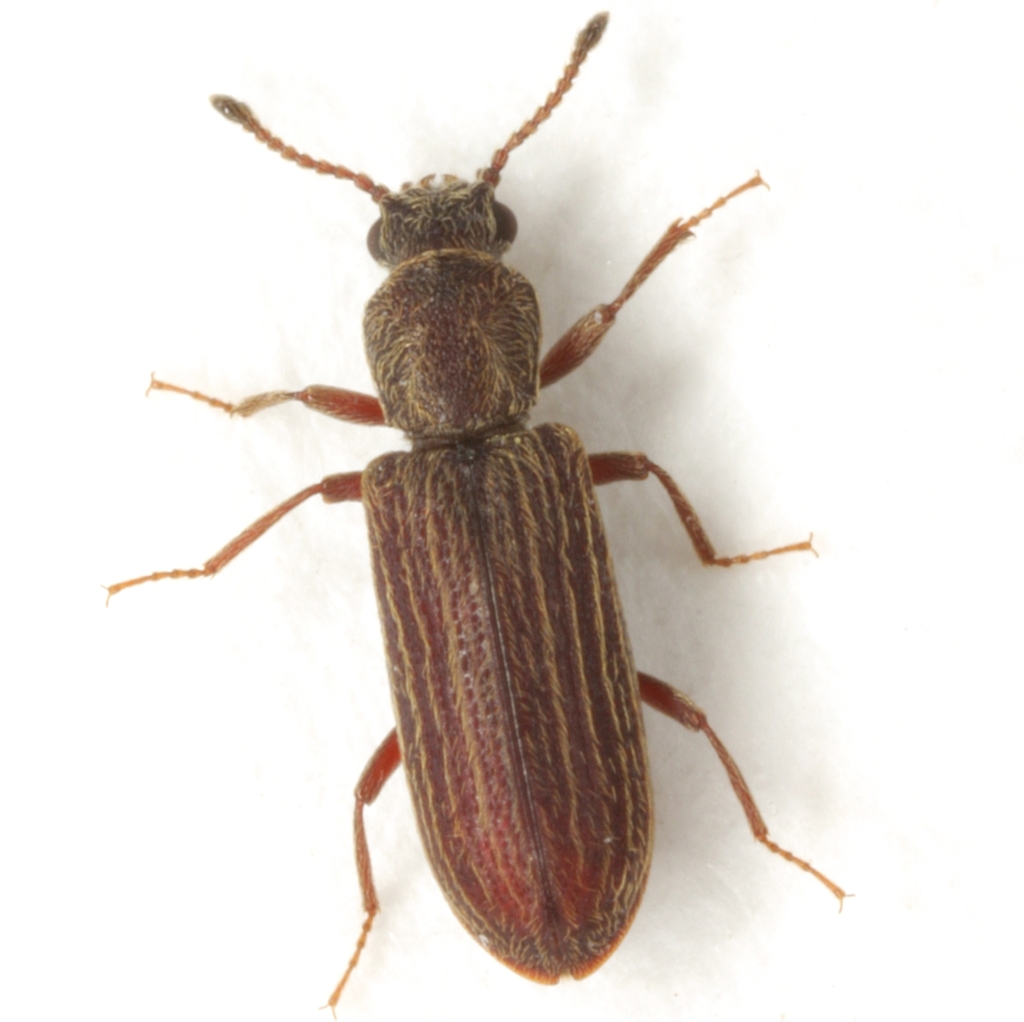 Lyctus opaculus