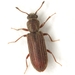 Lyctus opaculus - Photo (c) Mike Quinn, Austin, TX, some rights reserved (CC BY-NC), uploaded by Mike Quinn, Austin, TX
