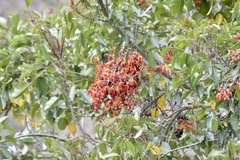 Erythrina falcata