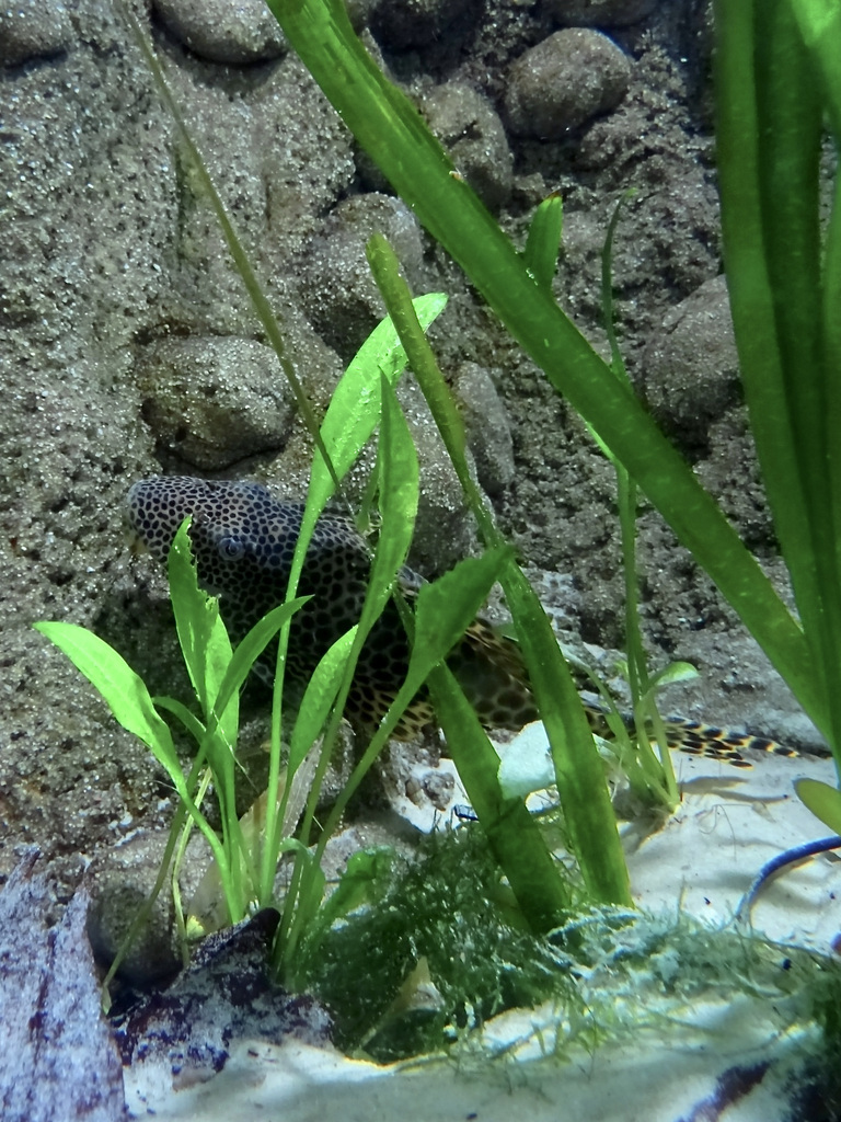 Pleco du Para (Peckoltia sabaji)