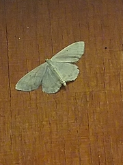 Idaea straminata