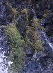 Pogonatherum crinitum