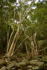 Tristaniopsis exiliflora