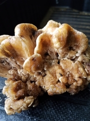 Meripilus sumstinei image