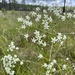Sabatia macrophylla - Photo (c) lillybyrd,  זכויות יוצרים חלקיות (CC BY-NC), הועלה על ידי lillybyrd