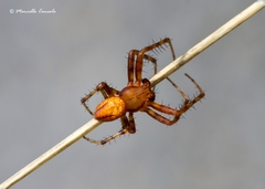 Araneus alsine