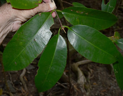 Garcinia warrenii