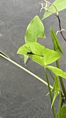 Erythrodiplax berenice