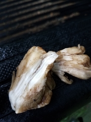 Meripilus sumstinei image