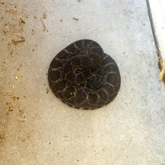 Crotalus oreganus helleri