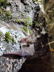 Myotis bechsteinii
