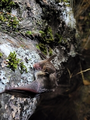Myotis bechsteinii