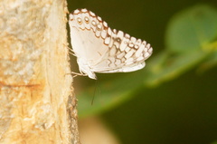 Hamadryas glauconome