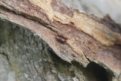 Damasippus