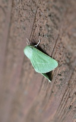 Jochroa chlorogastra