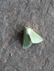 Jochroa chlorogastra