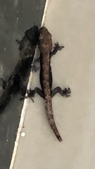 Lepidodactylus