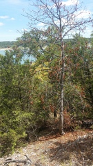 Aesculus glabra arguta