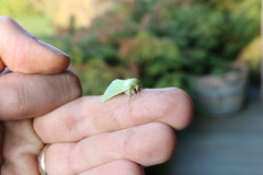 Jochroa chlorogastra