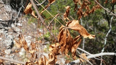 Aesculus glabra arguta