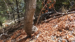 Aesculus glabra arguta