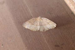 Syncirsodes primata