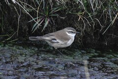 Cinclodes albiventris