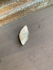 Syncirsodes primata