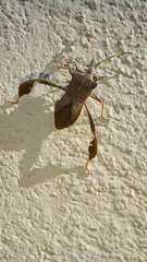 Leptoglossus concaviusculus