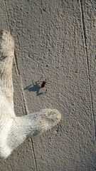 Leptoglossus concaviusculus